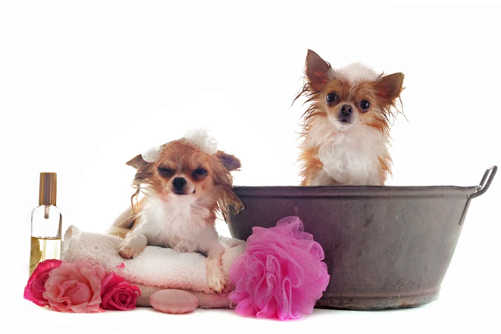 Two chihuahuas in a wash tub with bubbles, soap, and flowers