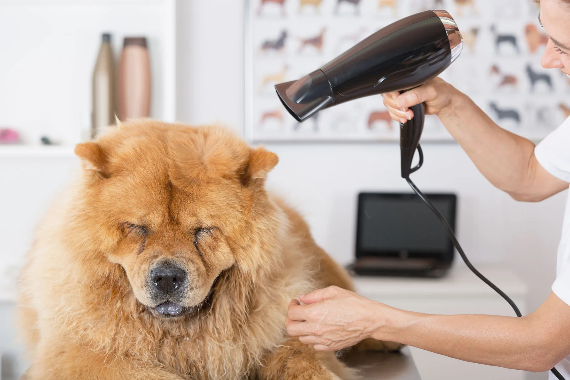 Chow chow being blow-dried at the grooming table