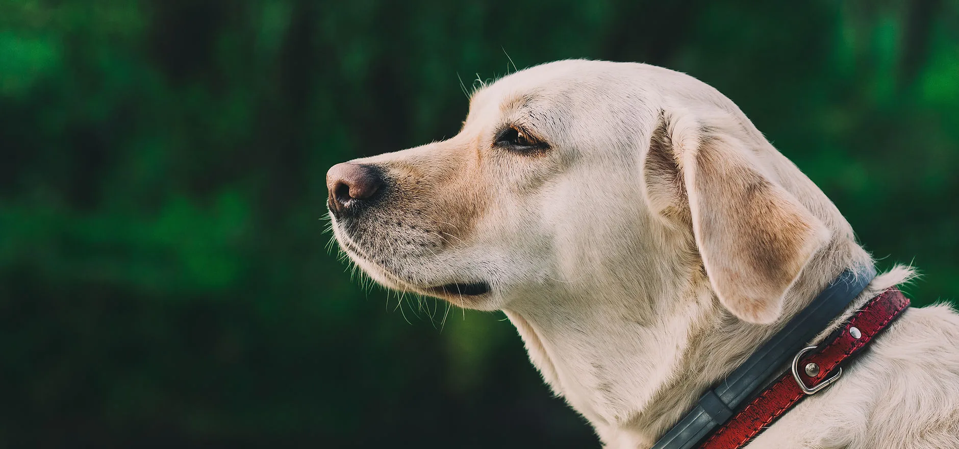 A happy white lab outdoors after a visit