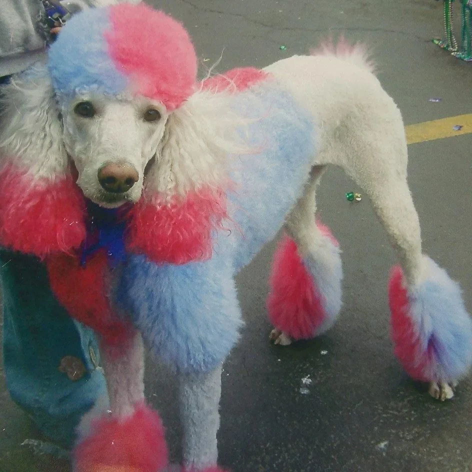 A standard poodle with pink and blue creative coat coloring