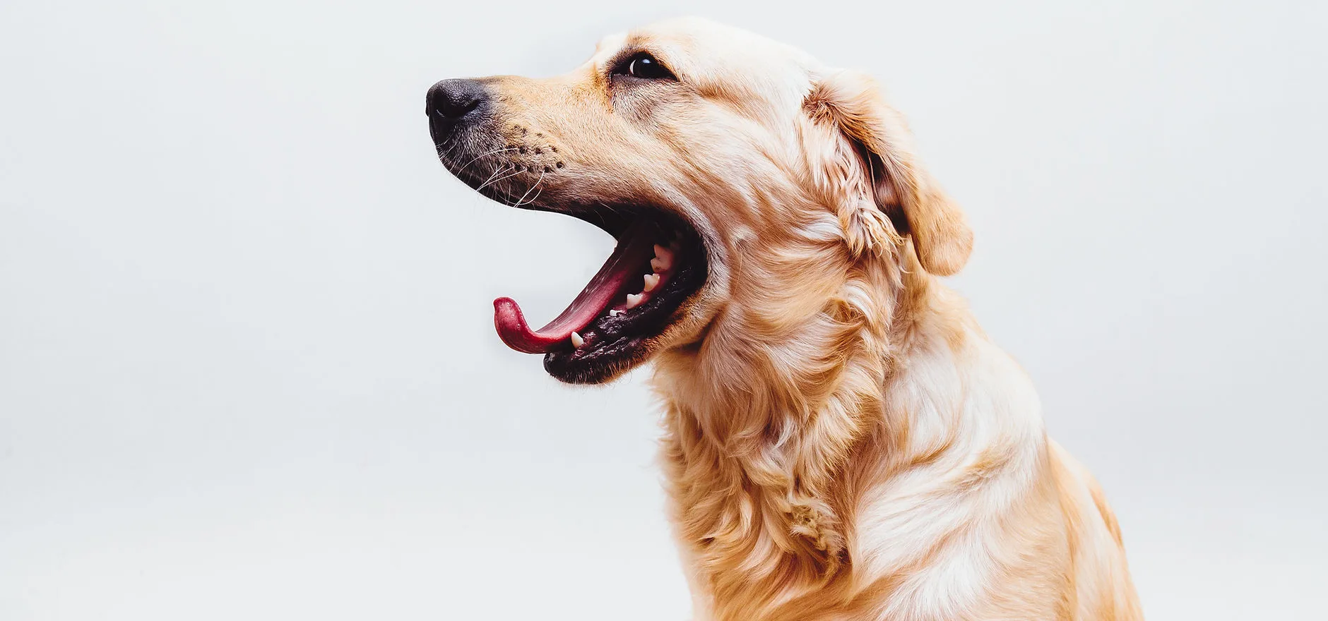 A happy golden retriever, mid-greeting